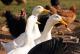 Top 10 Sustainable Poultry Varieties